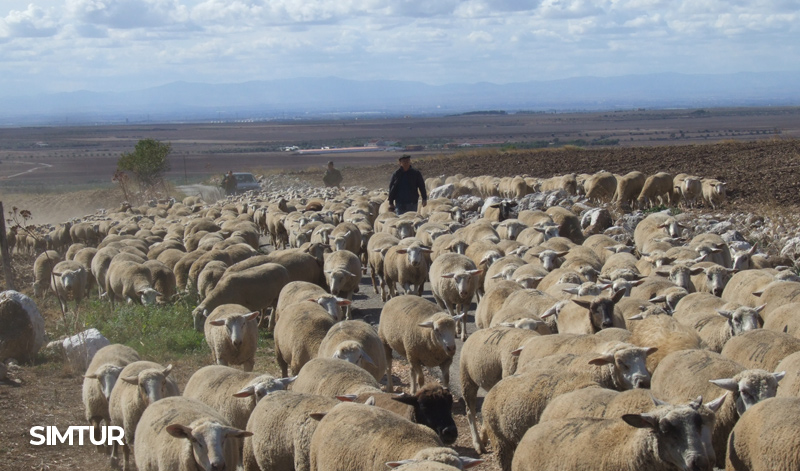 Pastori, pecore e transumanze
